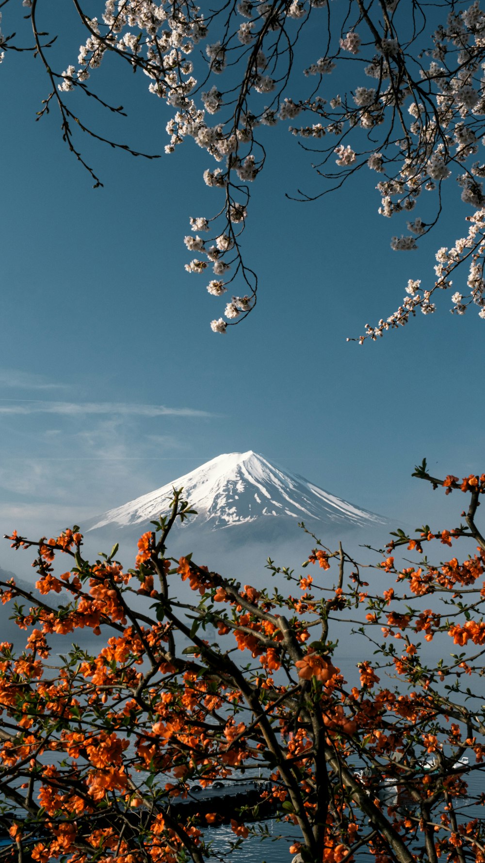 a view of a snow covered mountain from behind a tree