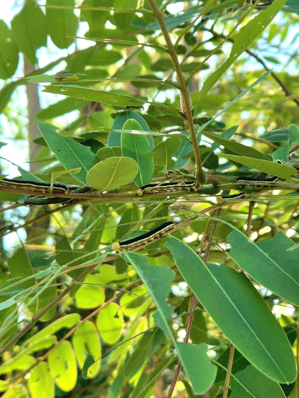 a branch of a tree with green leaves