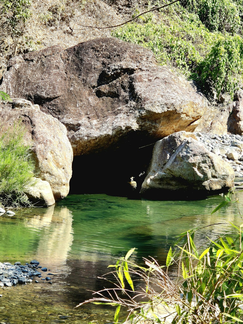 a stream running through a lush green forest