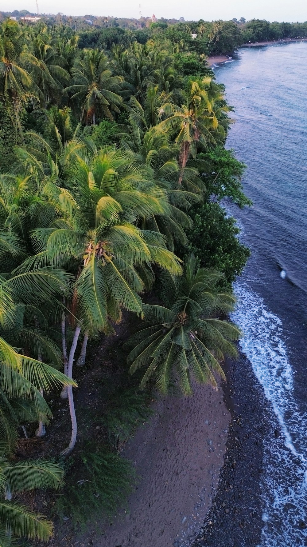 an aerial view of a beach with palm trees