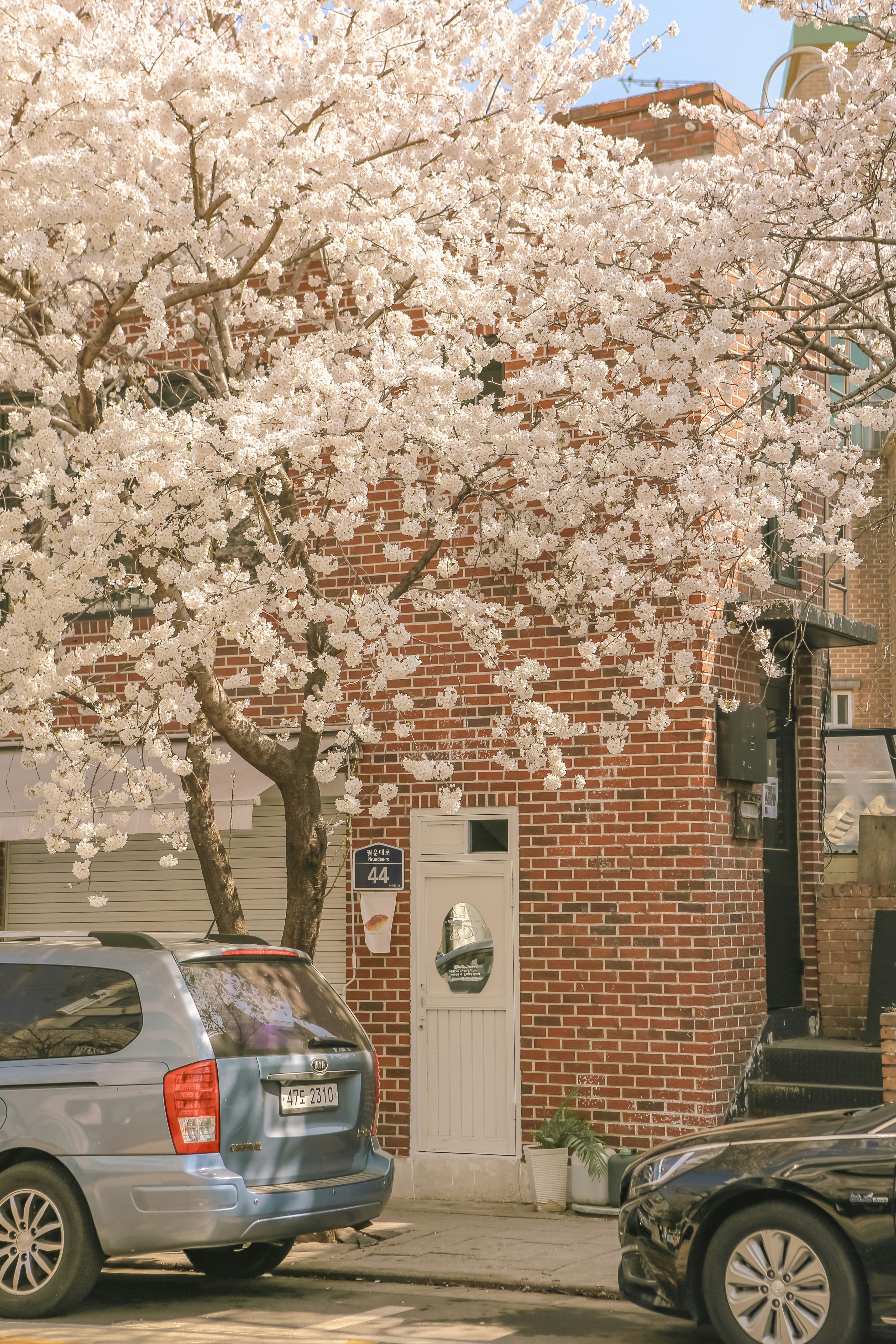 cherry blossom wallpaper car, wallpaper, Cherry Blossoms & JDM Cars: A Stunning Aesthetic 5