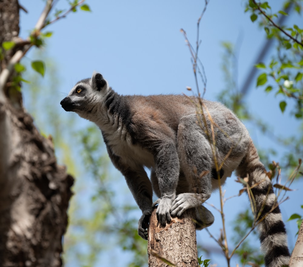 a ring tailed lemur climbing up a tree