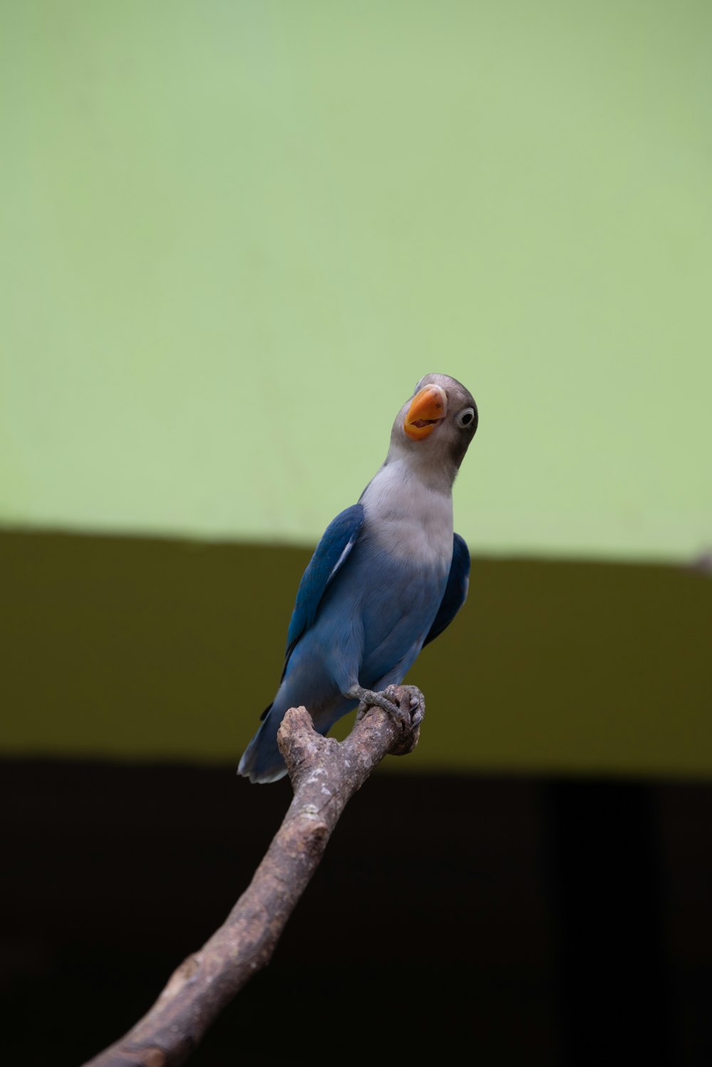 a blue and white bird sitting on a branch