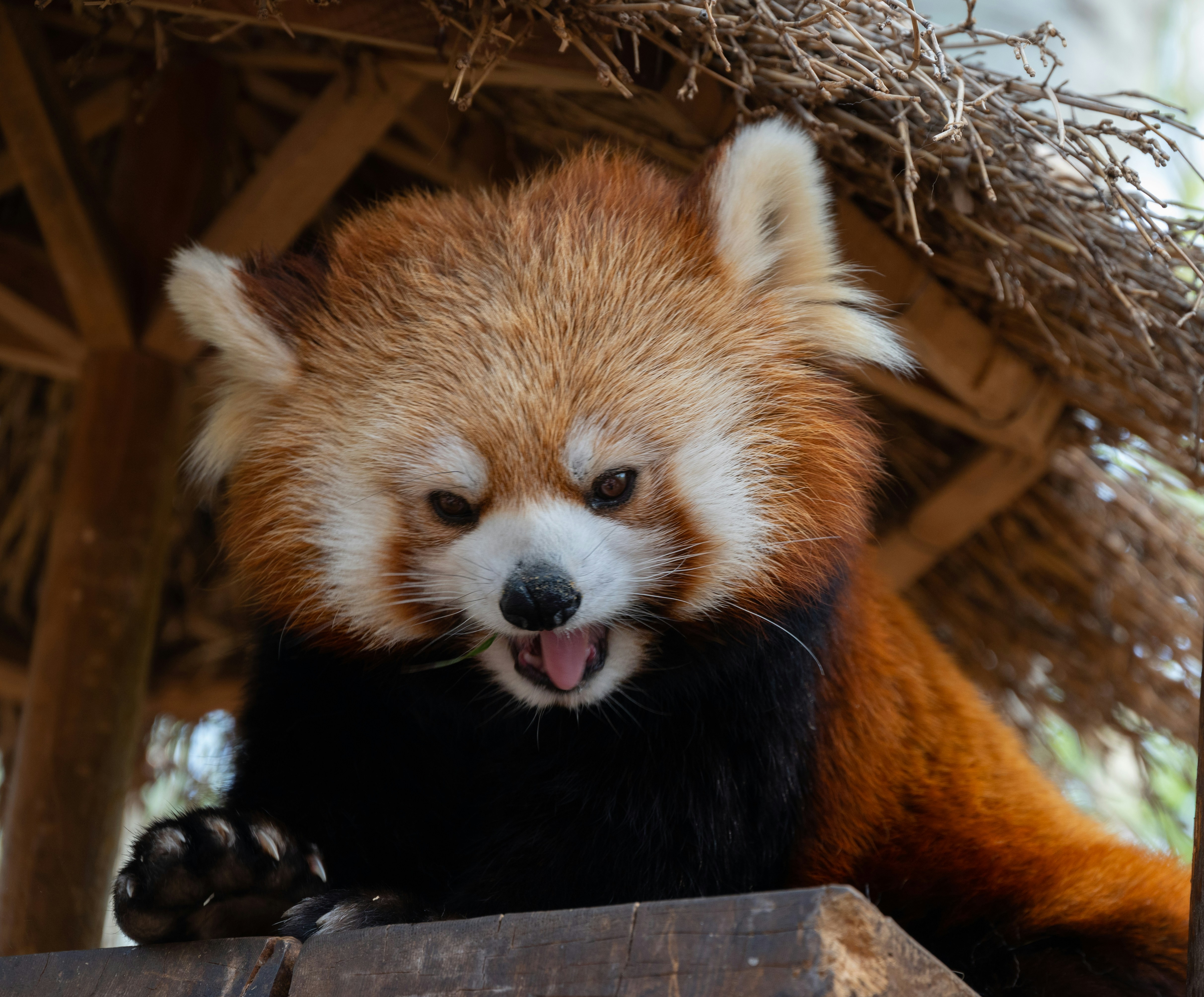 鏟屎官崩潰！寵物界5大黑暗真相，你還敢養？