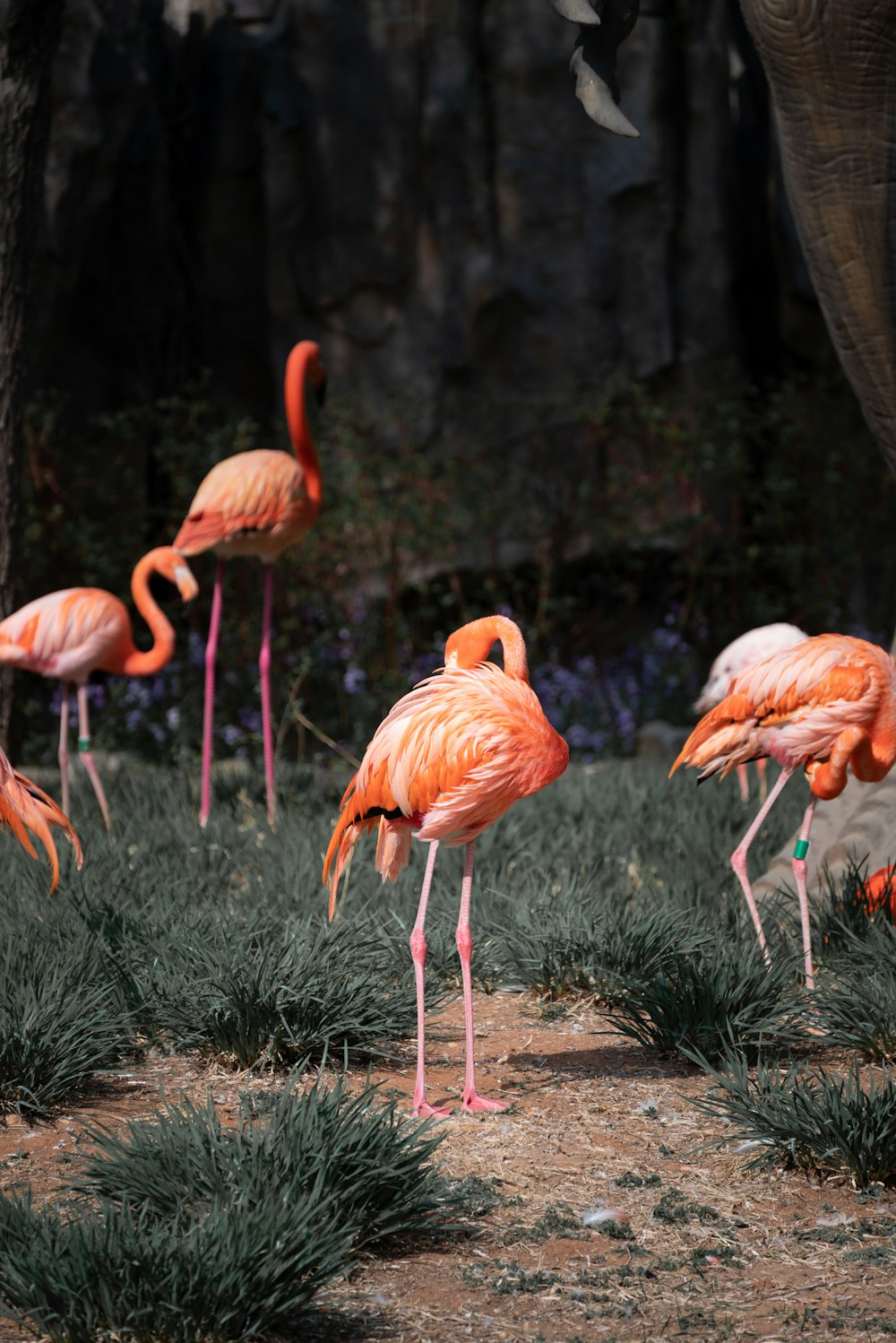 a group of flamingos standing around in a field