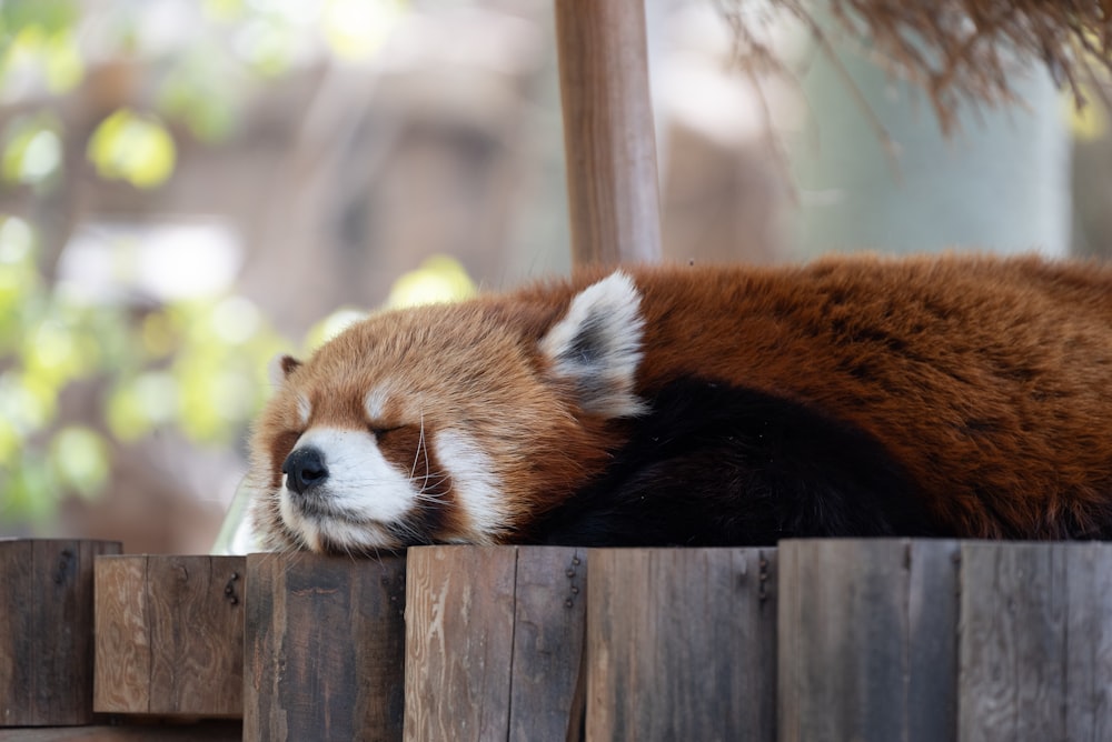 a red panda sleeping on top of a wooden fence