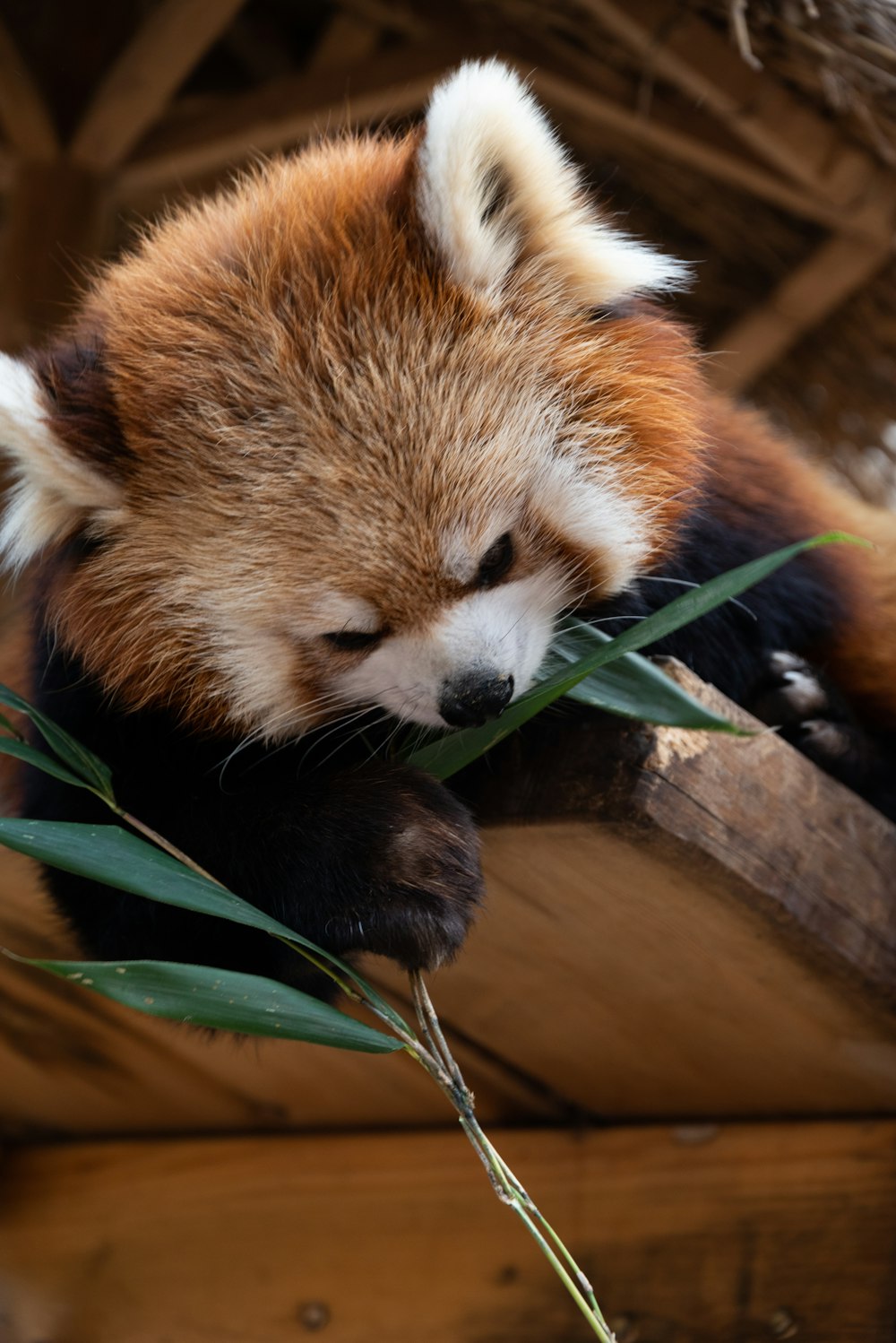 a red panda sleeping on top of a wooden platform