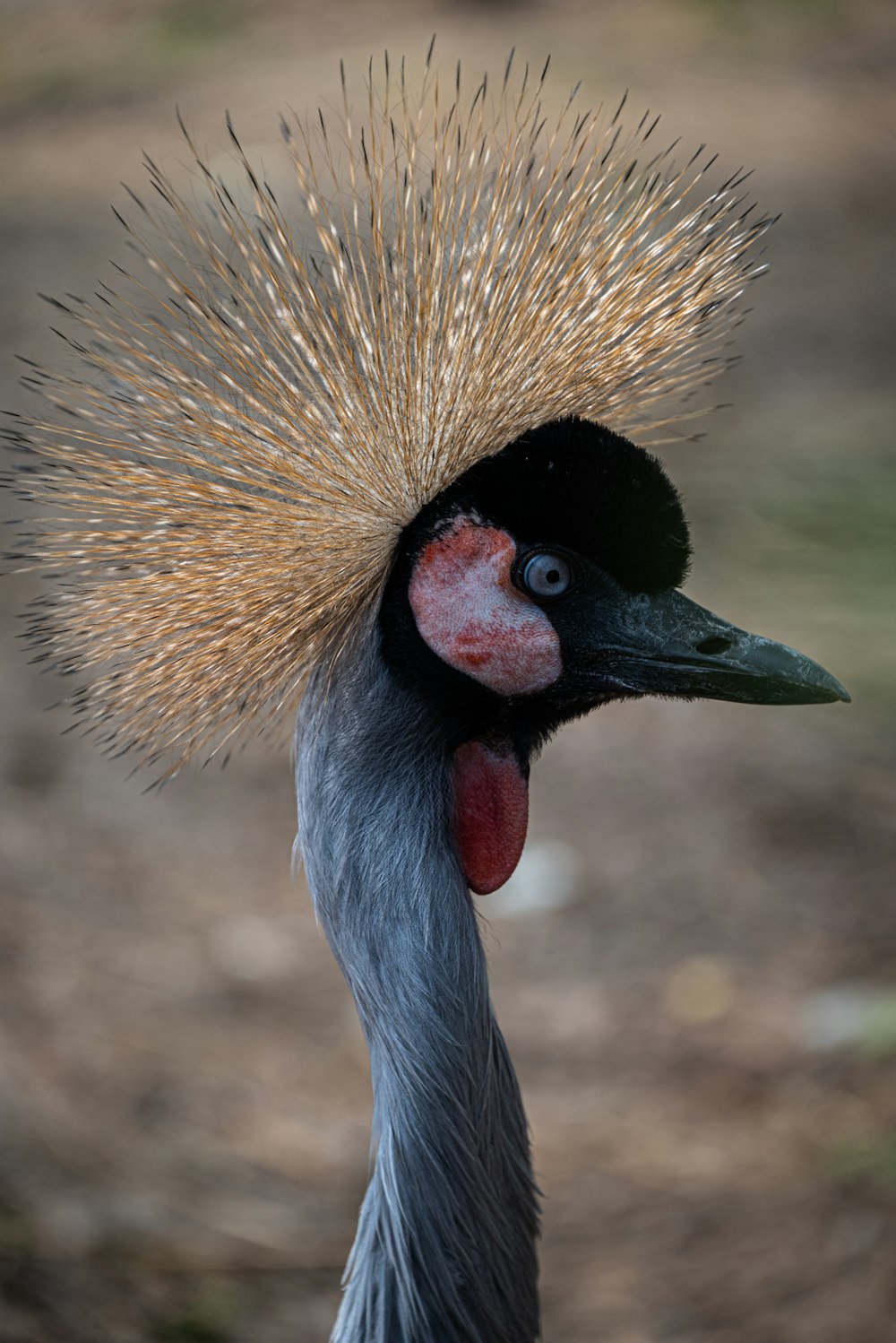 a close up of a bird with a very long hair