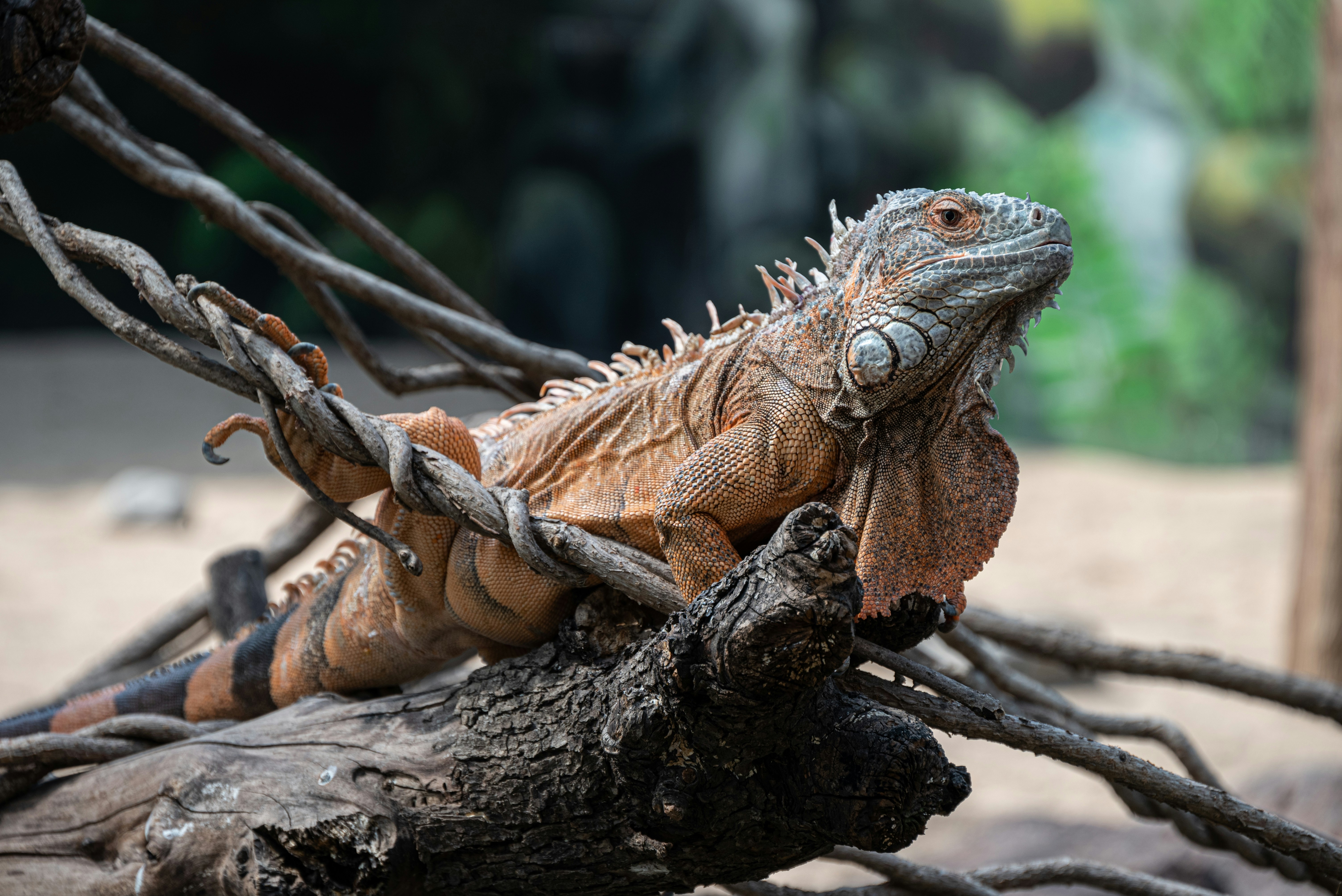 Photo by nikol_royce