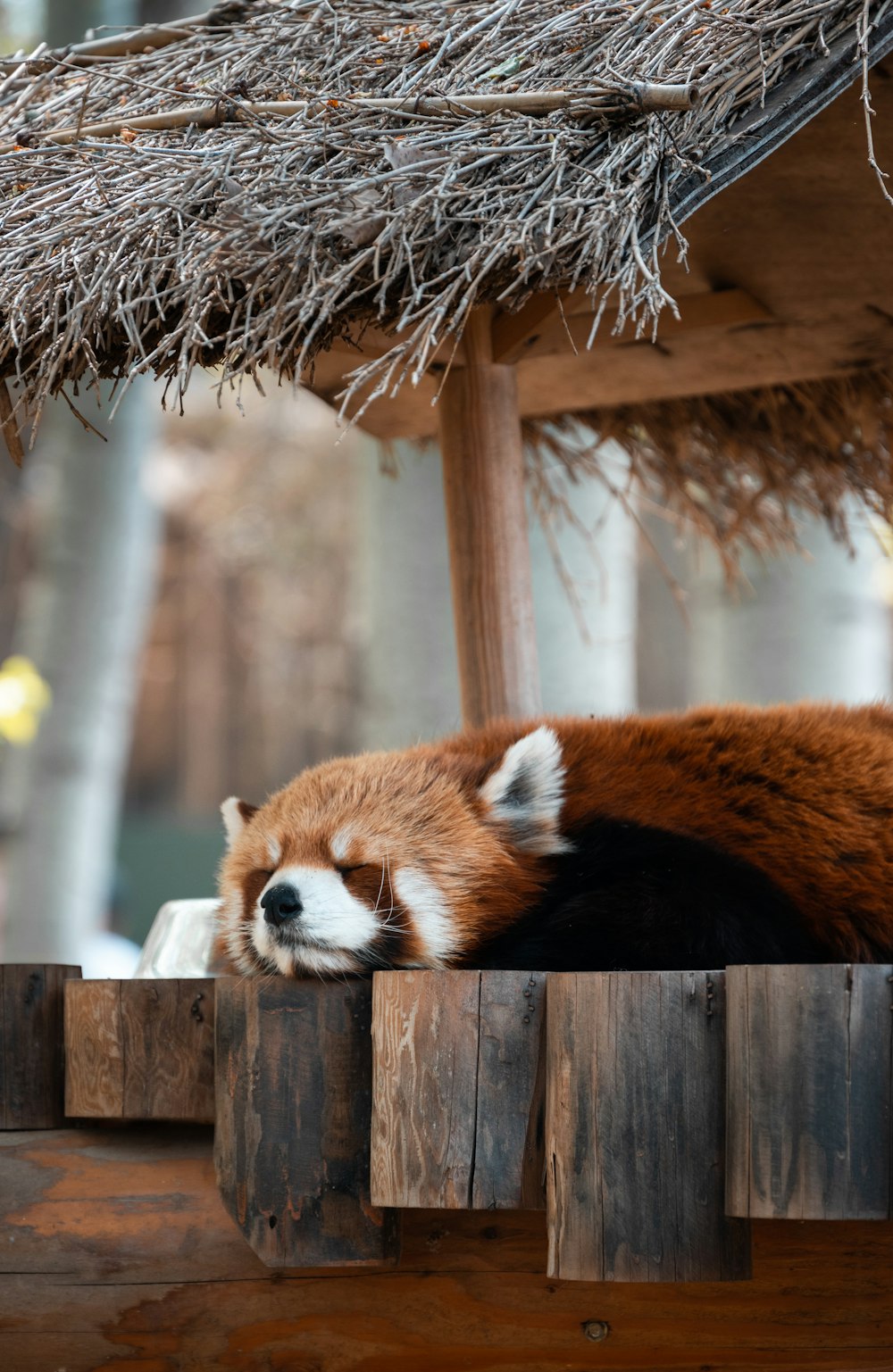 a red panda sleeping on top of a wooden platform