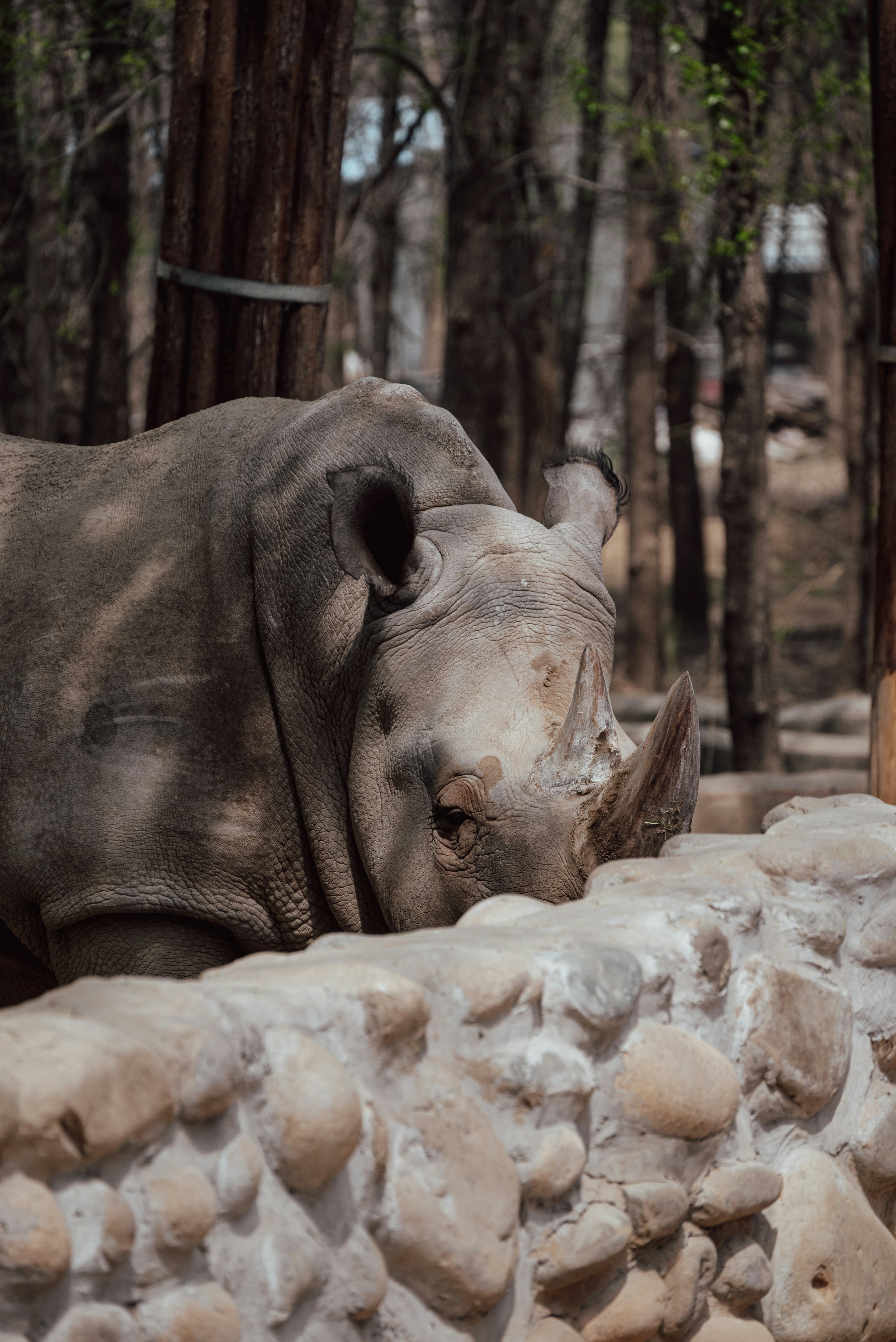 a rhinoceros laying on a rock wall in a zoo