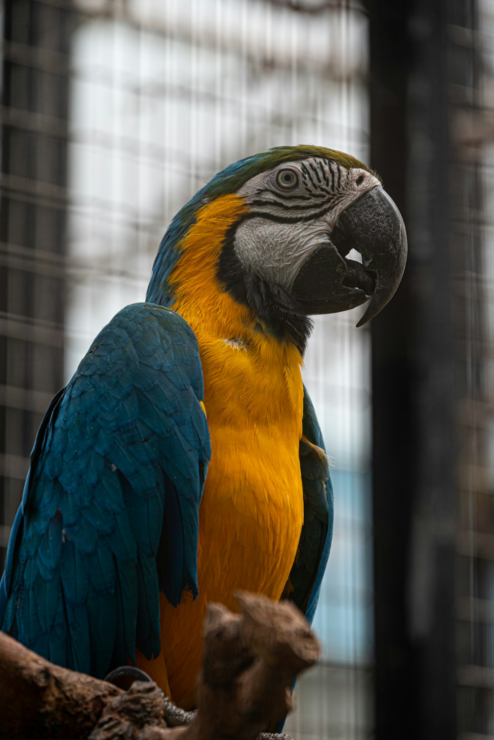 a blue and yellow parrot sitting on top of a tree branch