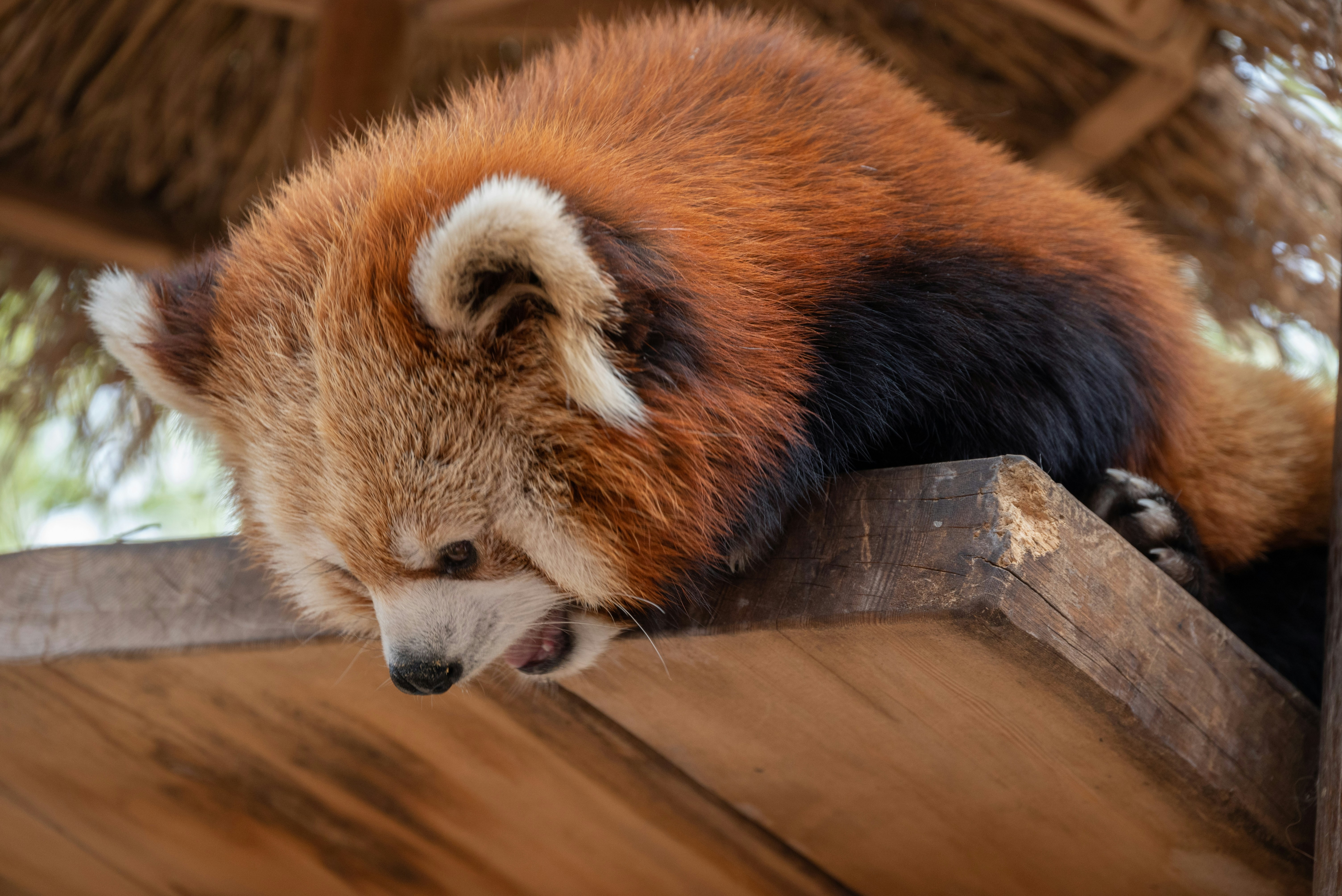 寵物真相震驚公開！獸醫不敢說的秘密，養錯就GG！