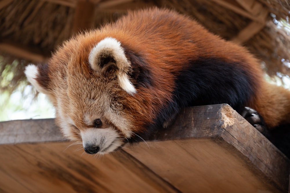 a red panda sleeping on top of a wooden platform