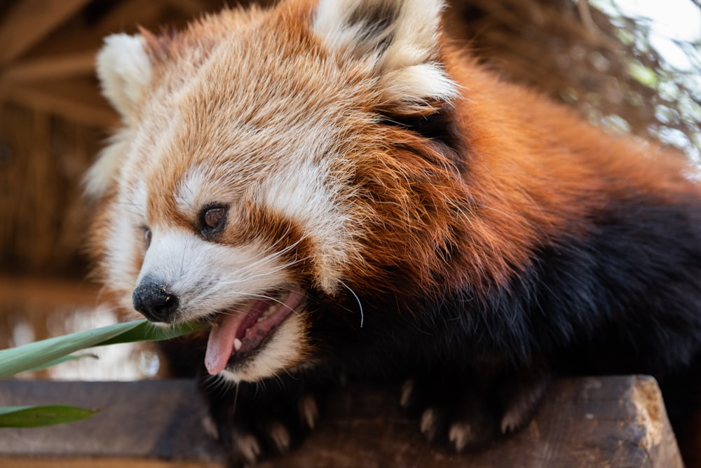 a red panda bear eating a green leaf