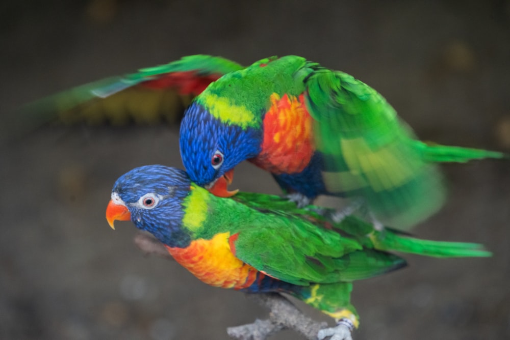 a couple of colorful birds standing on top of each other