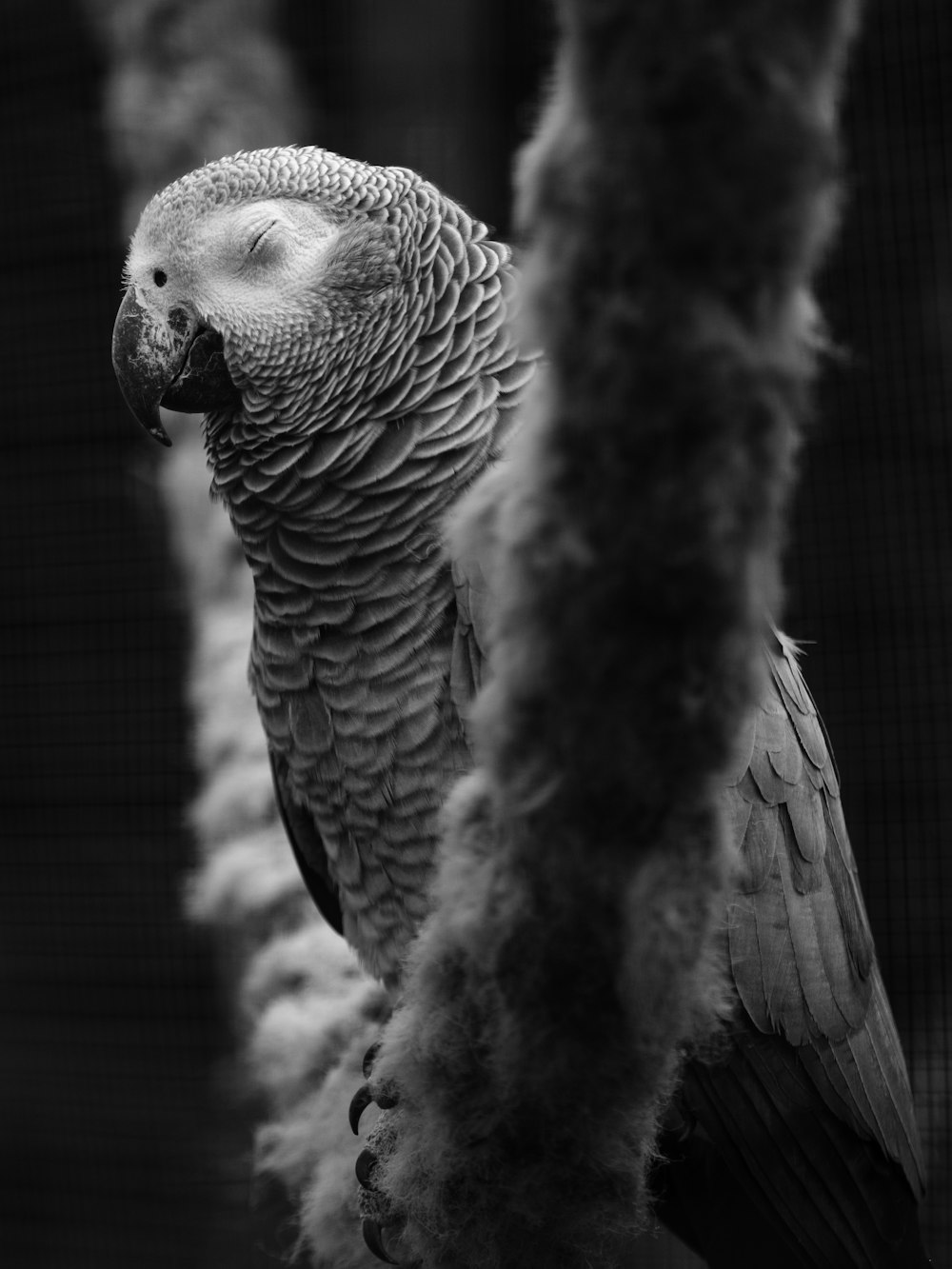 a black and white photo of a parrot
