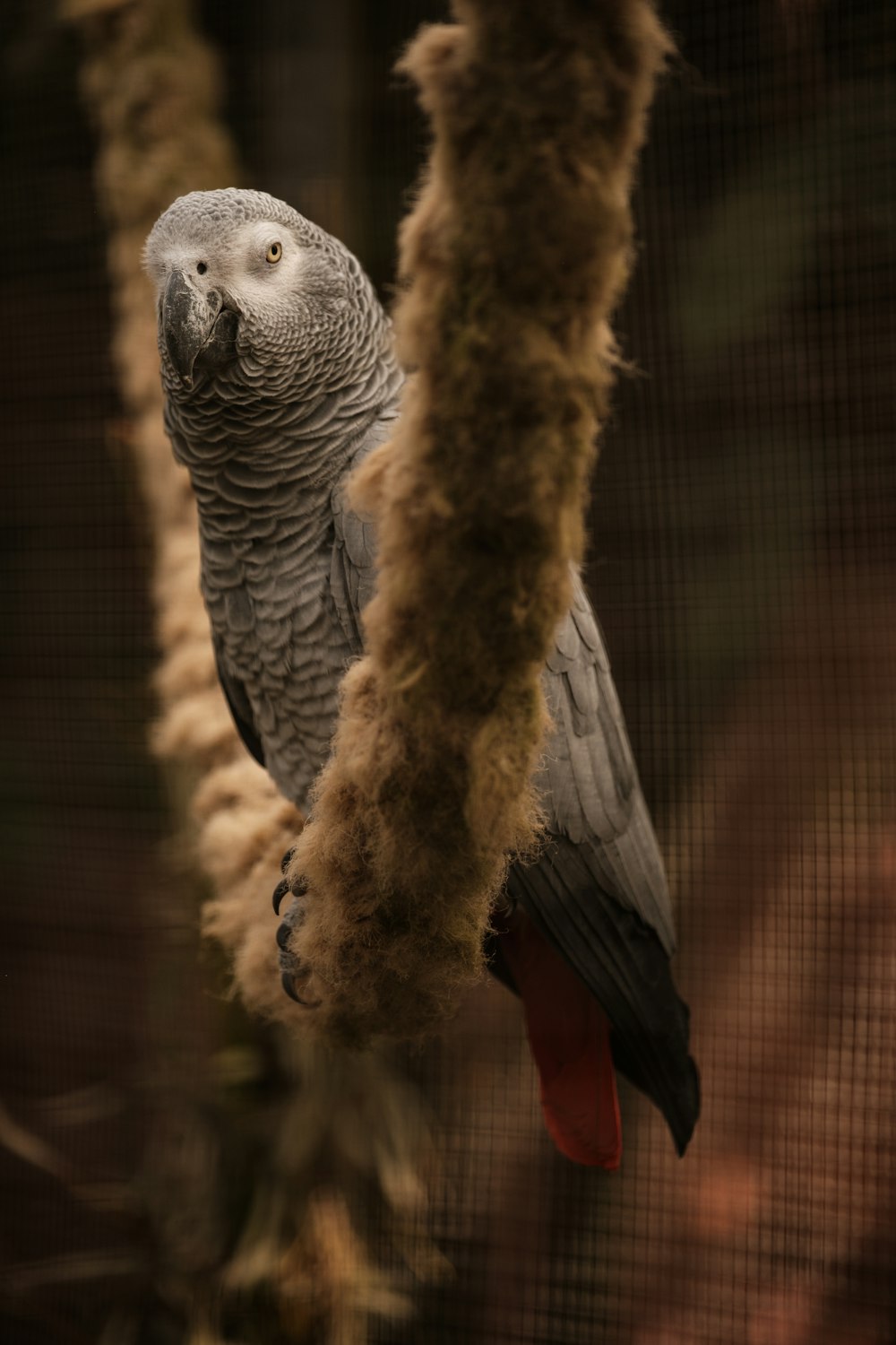 a grey parrot perched on a tree branch