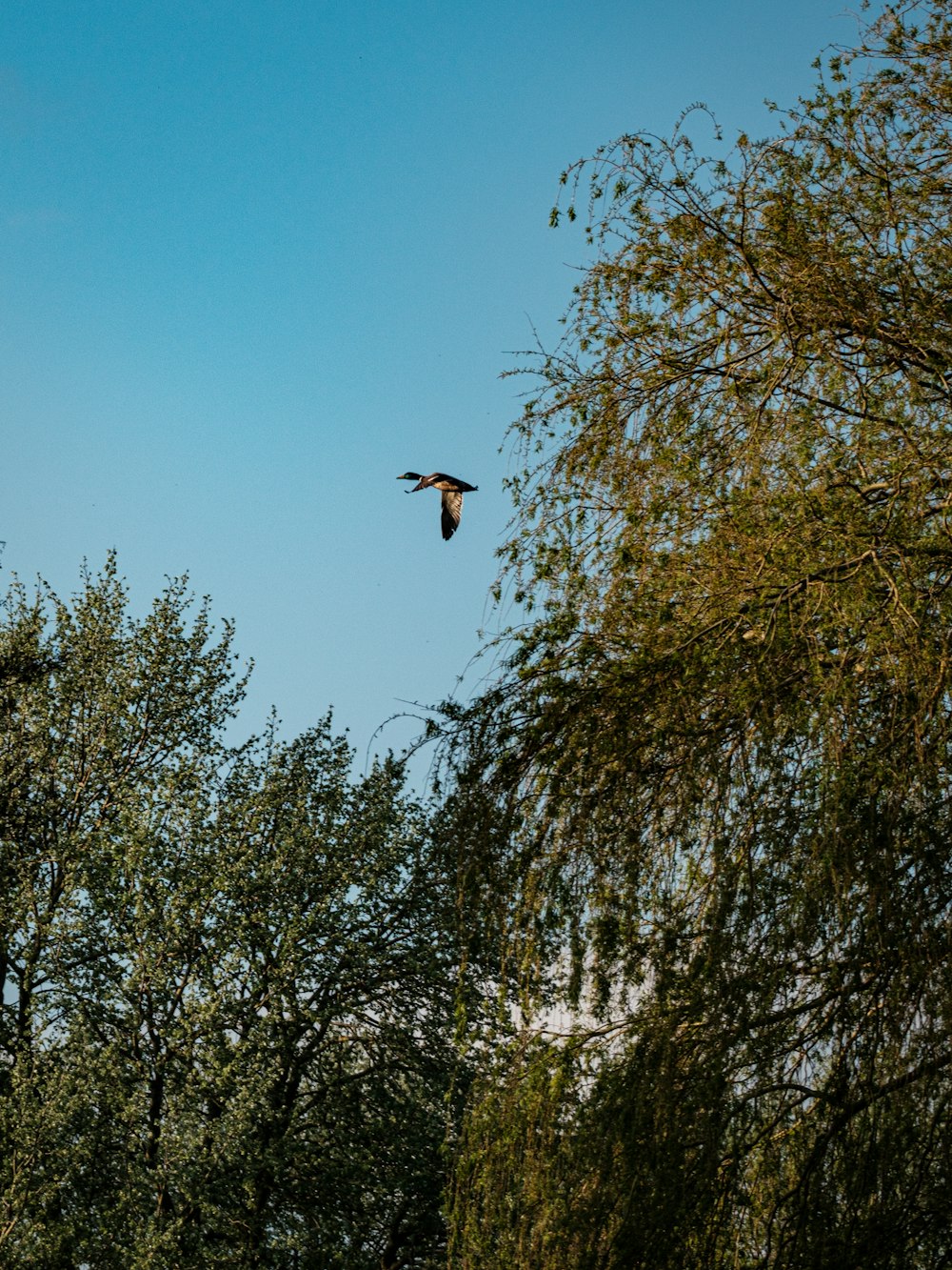 a bird flying through a blue sky above trees