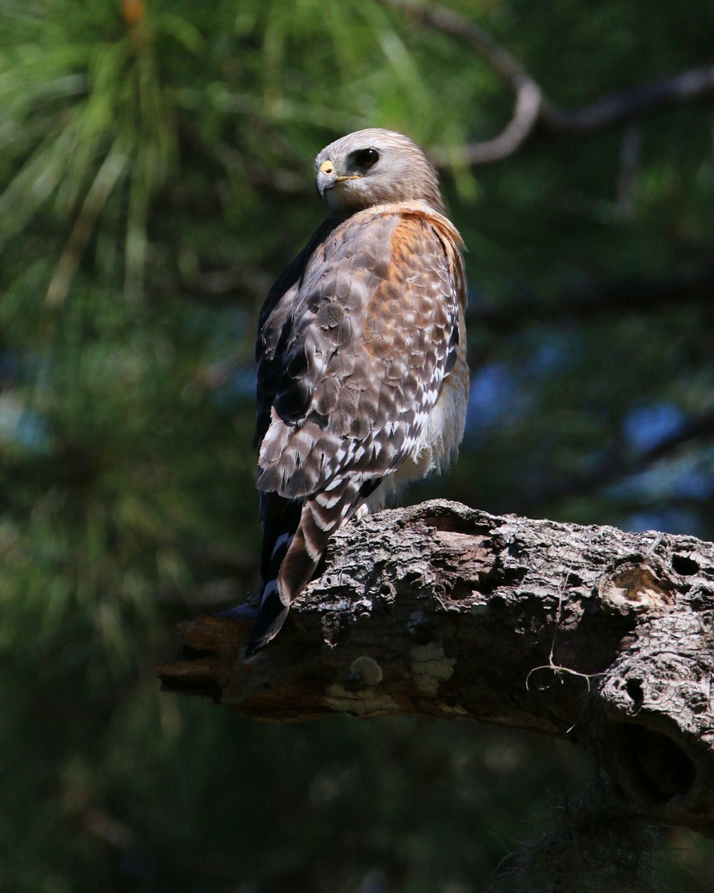 a bird sitting on a branch of a tree