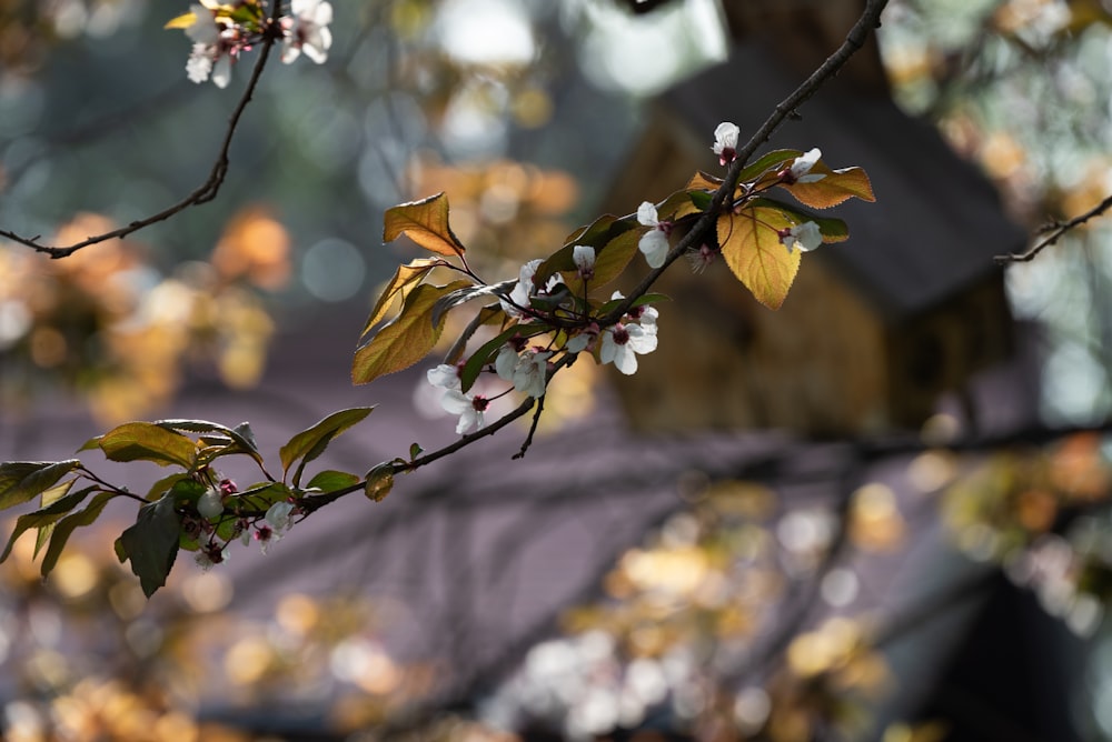 a tree branch with white flowers and a birdhouse in the background