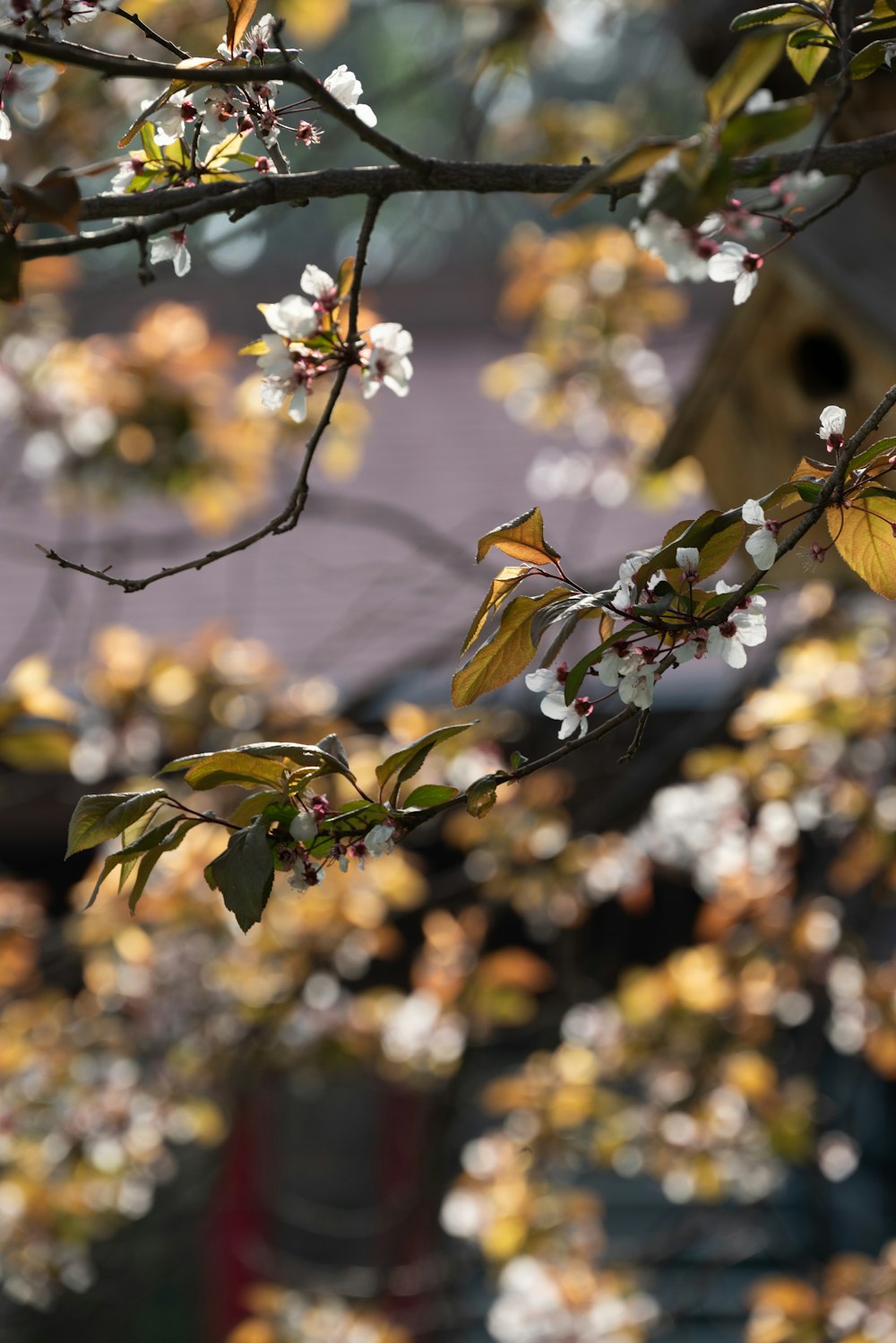 a tree with white flowers in front of a building