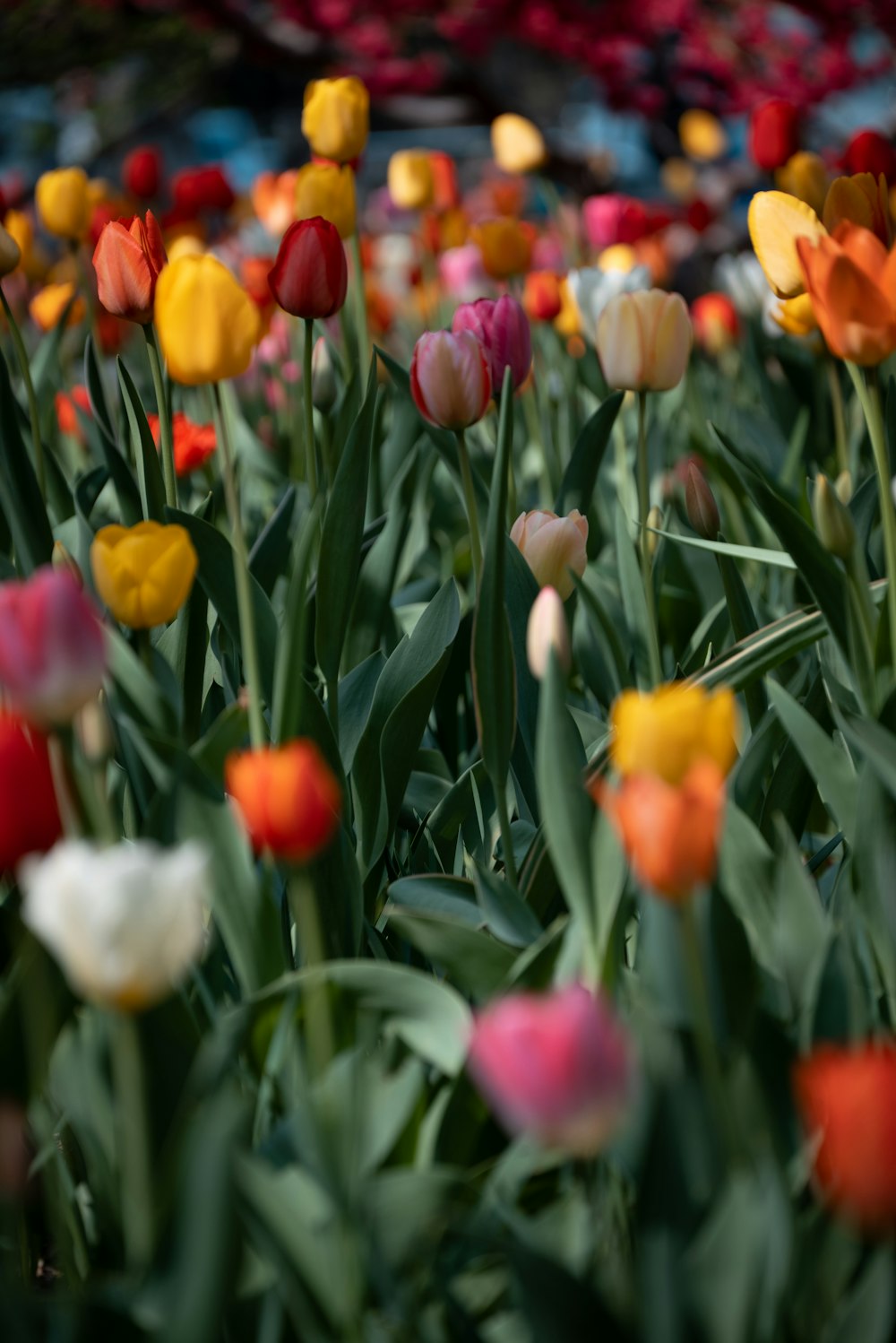 a field full of colorful tulips with a building in the background
