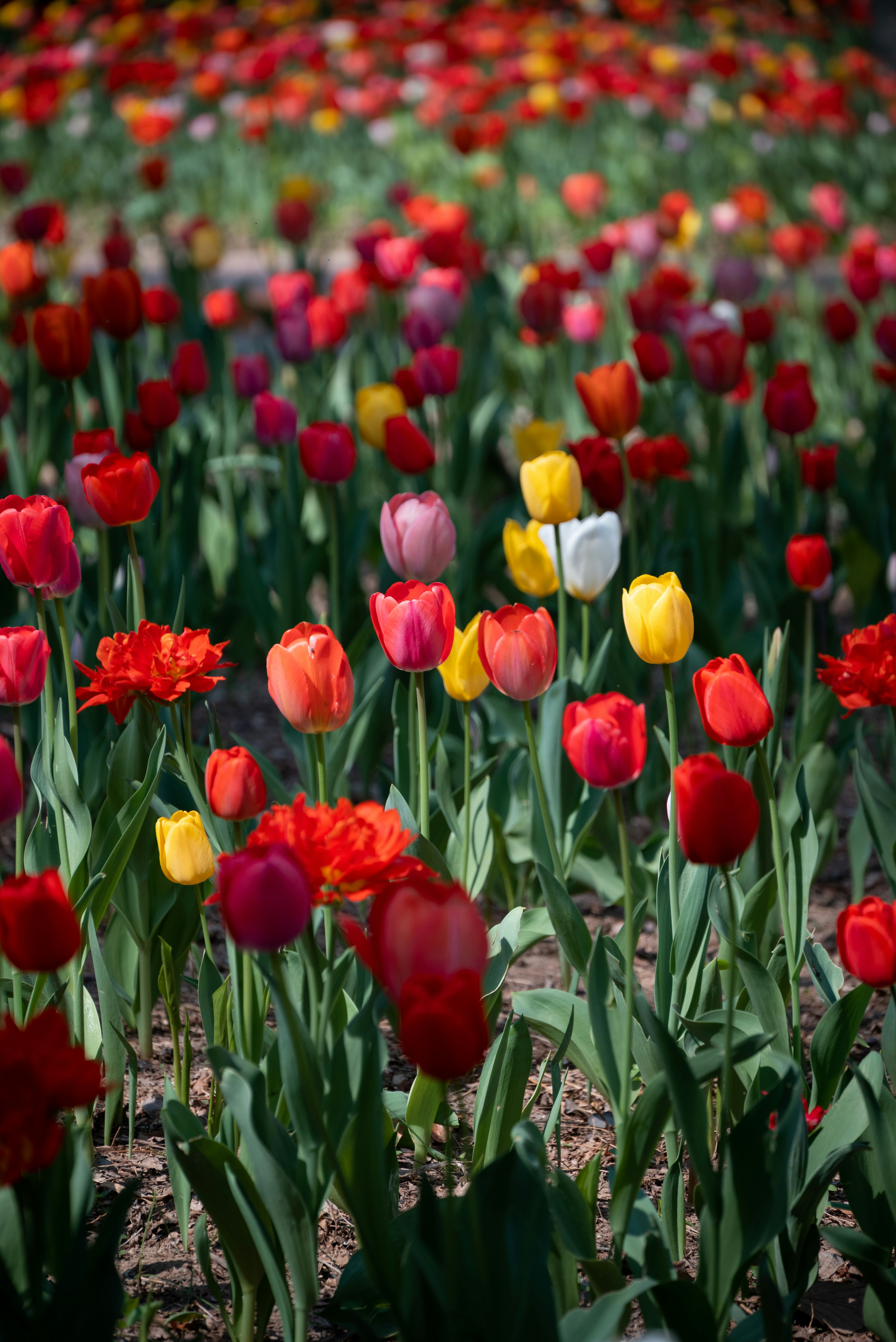 A field full of red, yellow, and white tulips photo – Free Beijing normal university Image on ...