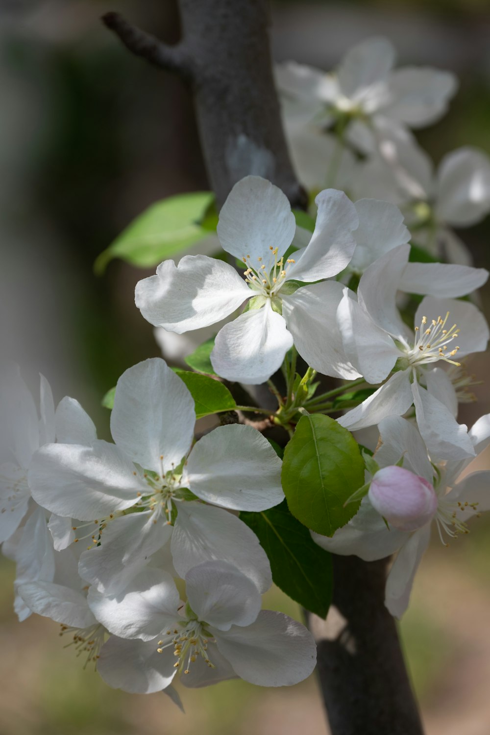 a branch with white flowers and green leaves