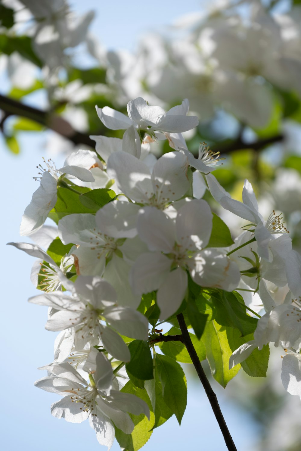 a tree with white flowers and green leaves