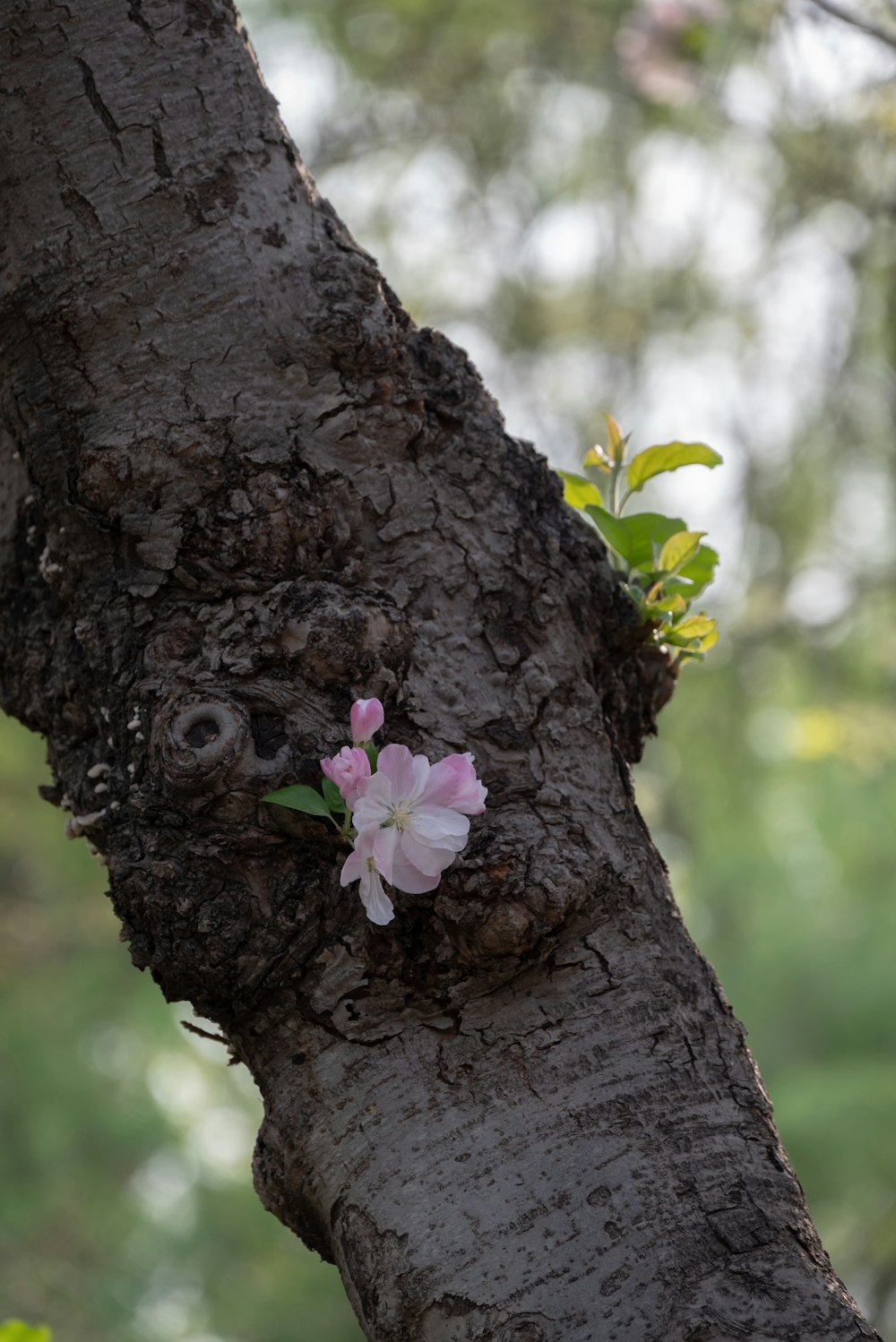 a small pink flower is growing on a tree