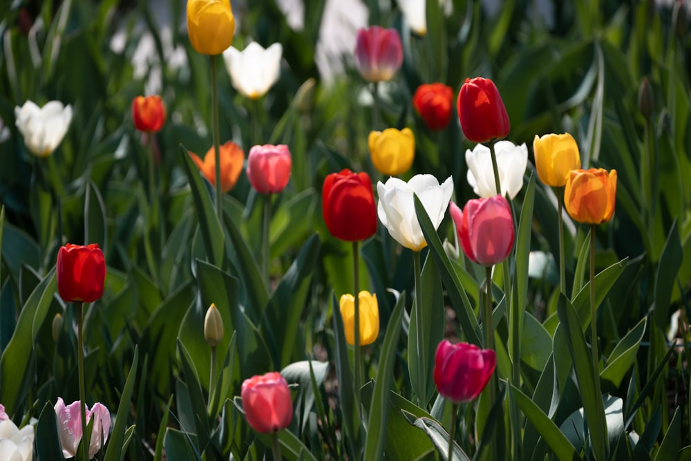 a field of colorful tulips and other flowers