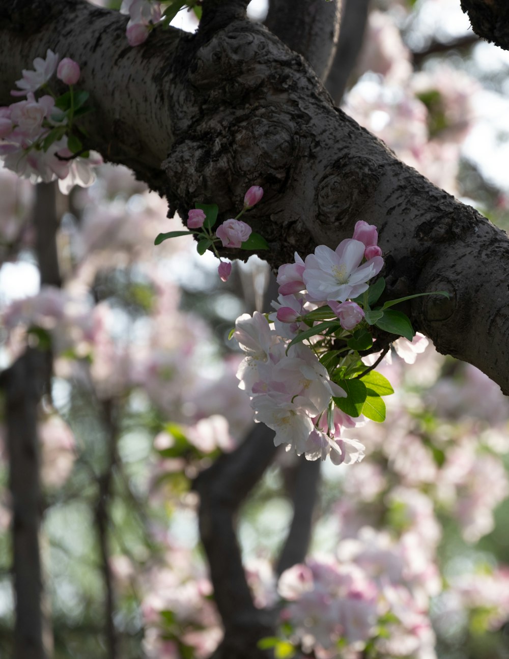 a tree with lots of pink flowers on it