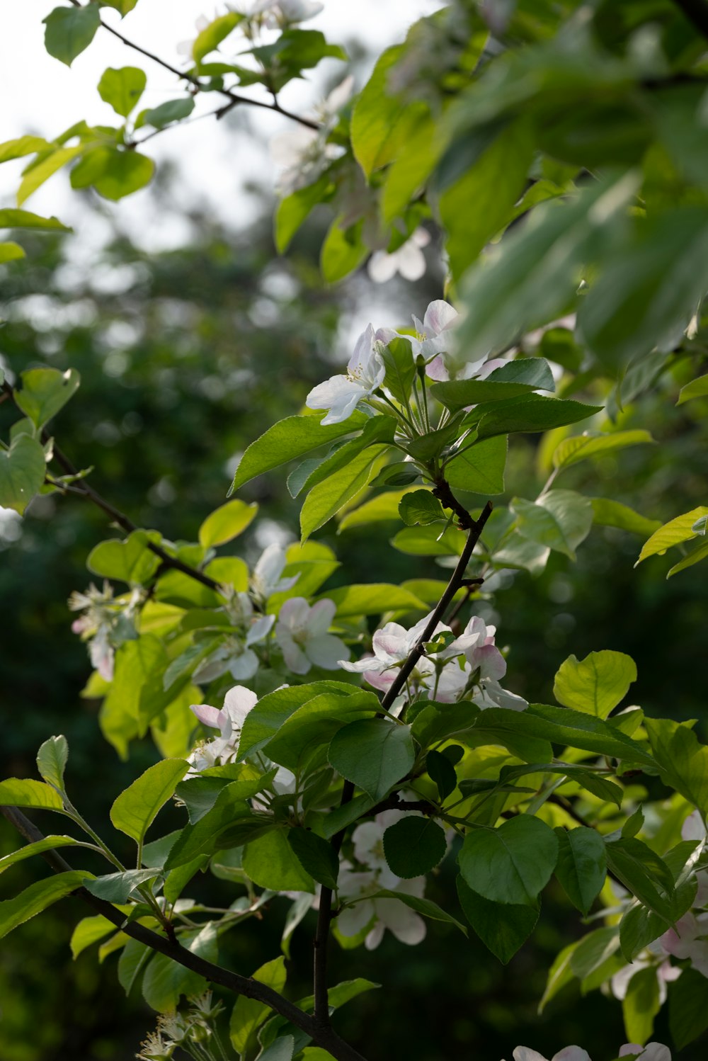 a tree with white flowers and green leaves