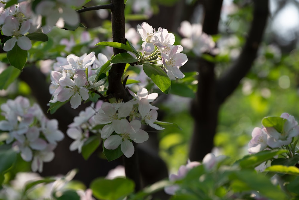 Un primer plano de un árbol con flores blancas