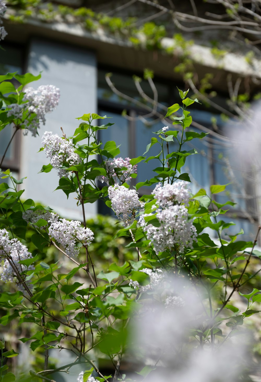 a bush with white flowers in front of a building