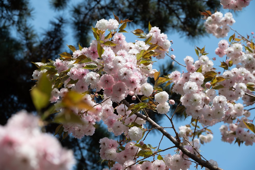 a tree with lots of pink and white flowers