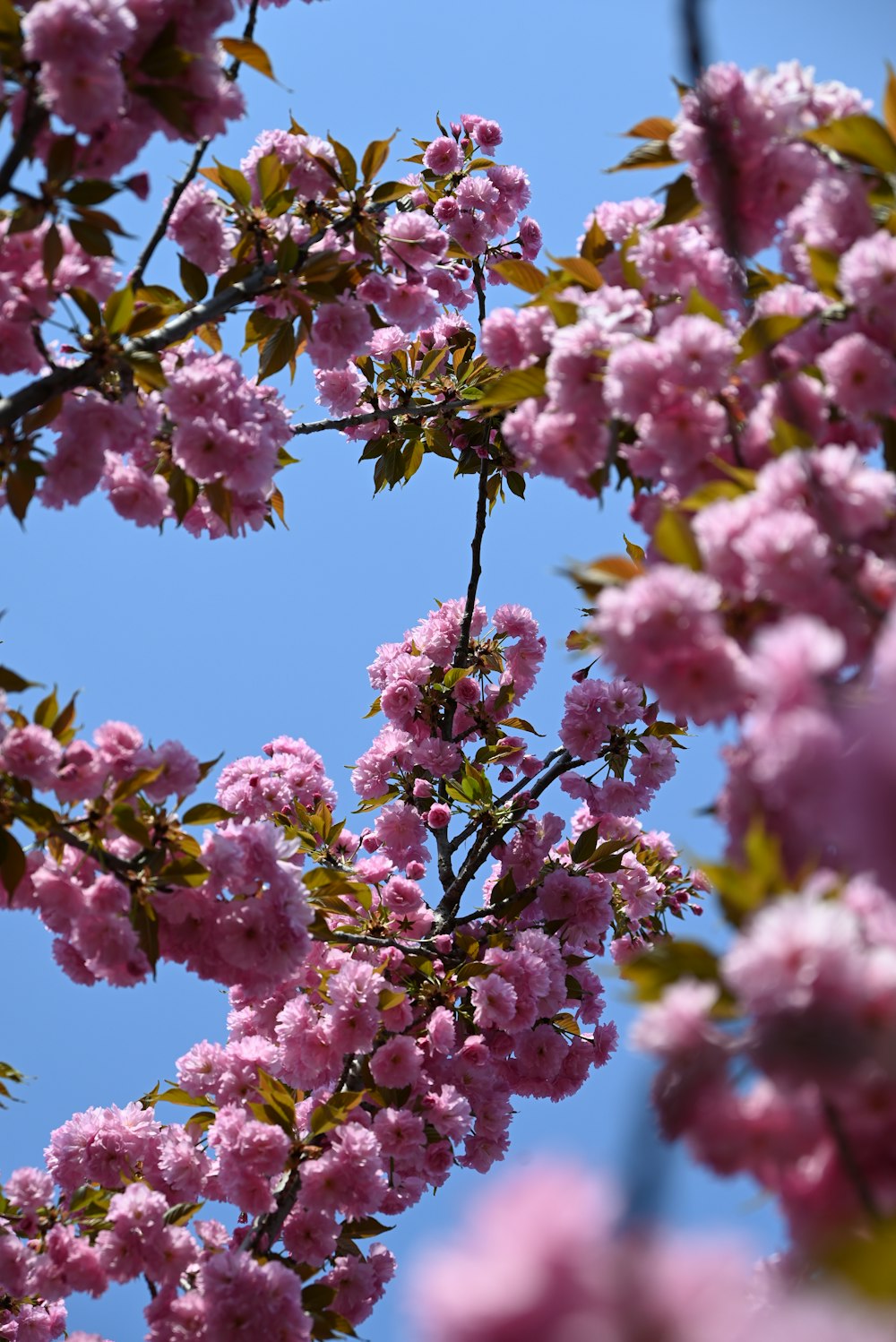 a tree filled with lots of pink flowers