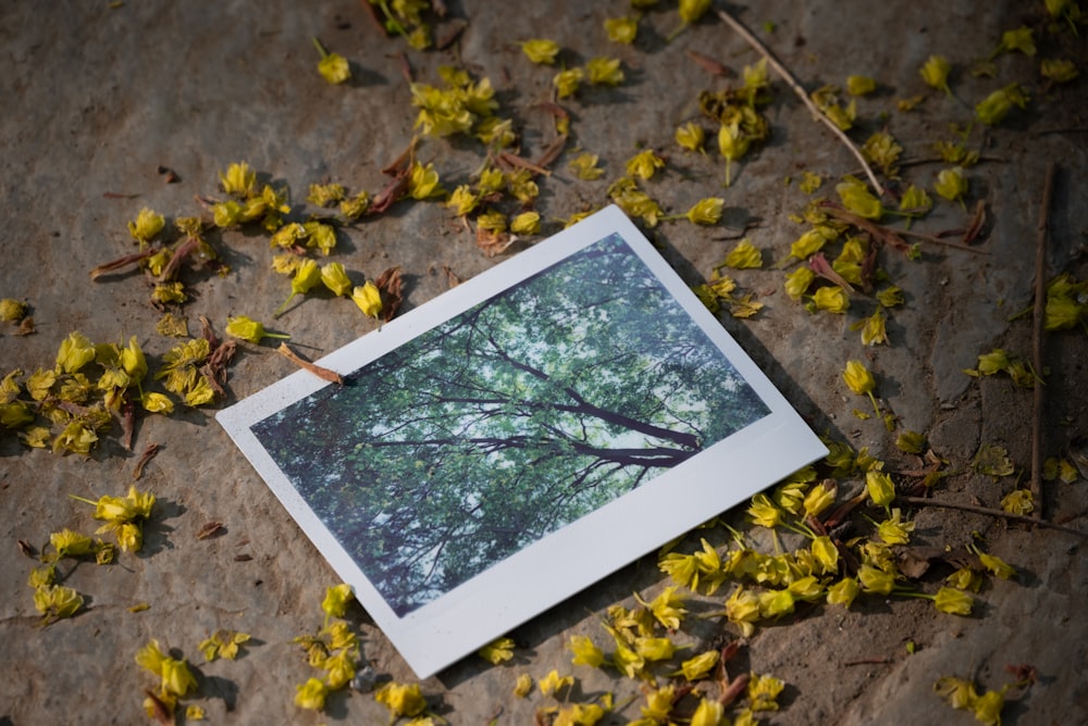 a picture of a tree surrounded by yellow flowers
