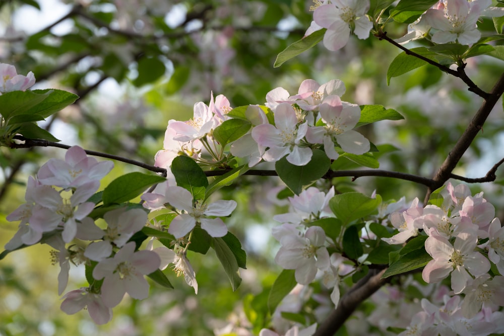a tree with white and pink flowers on it