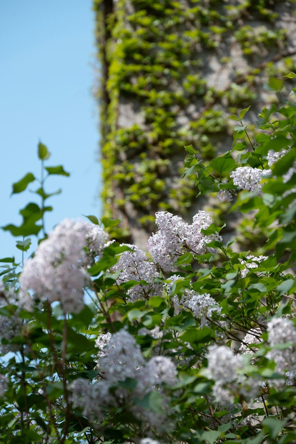 a bush with white flowers next to a stone wall