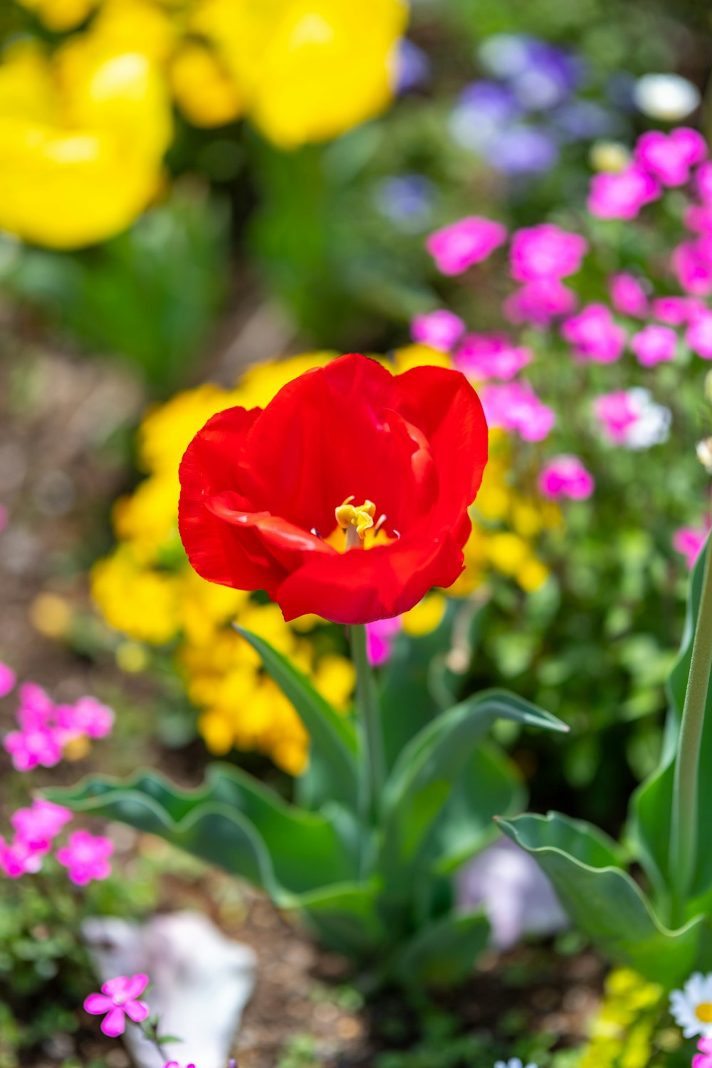 a red tulip surrounded by many different colored flowers