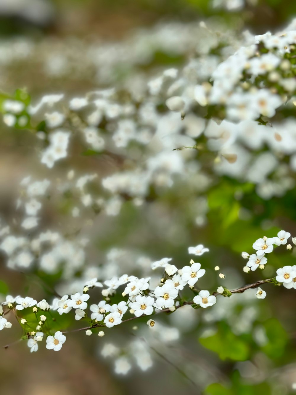 a bunch of white flowers that are on a branch