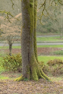 a tree with moss growing on it in a park