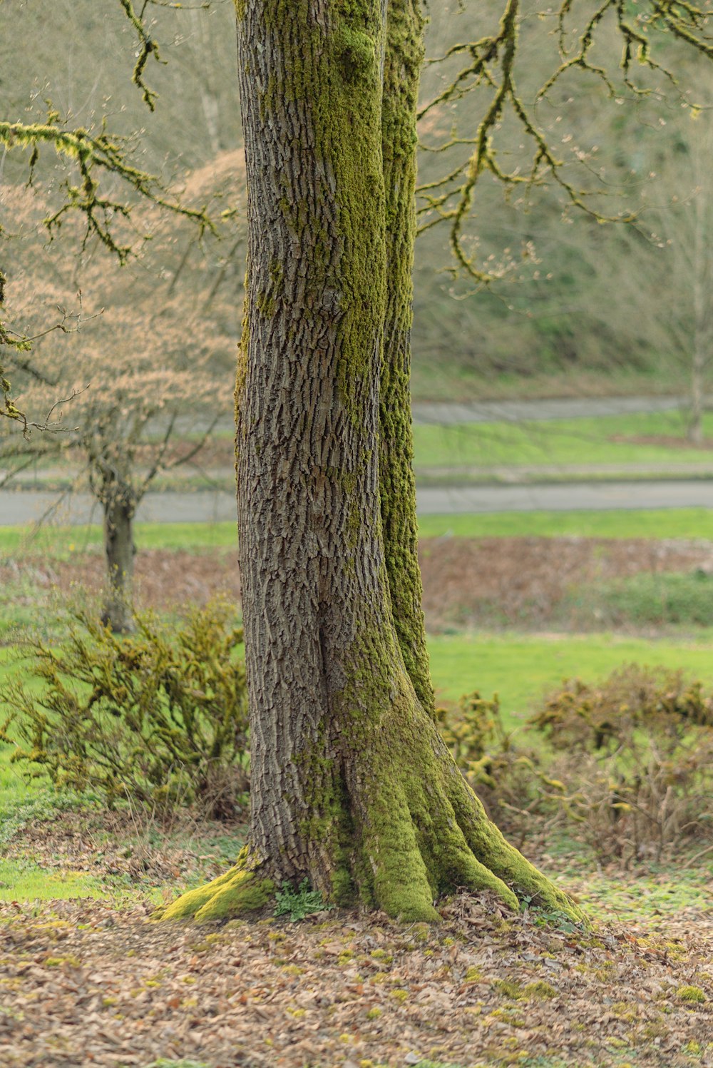 a tree with moss growing on it in a park