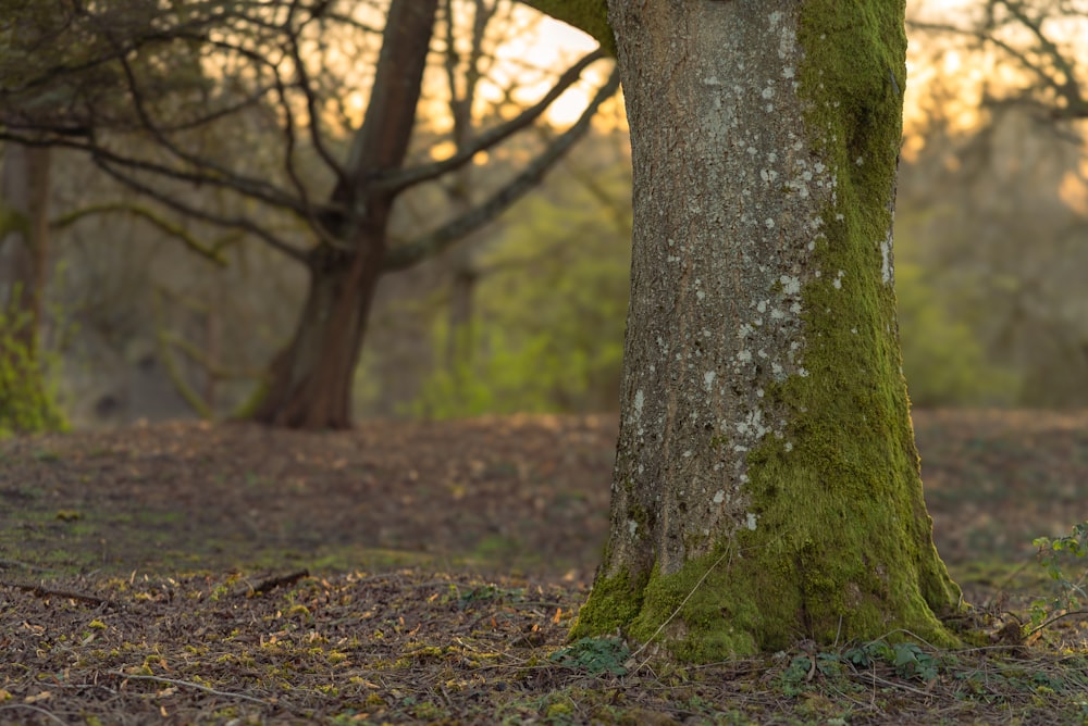 a tree with moss growing on it in a forest