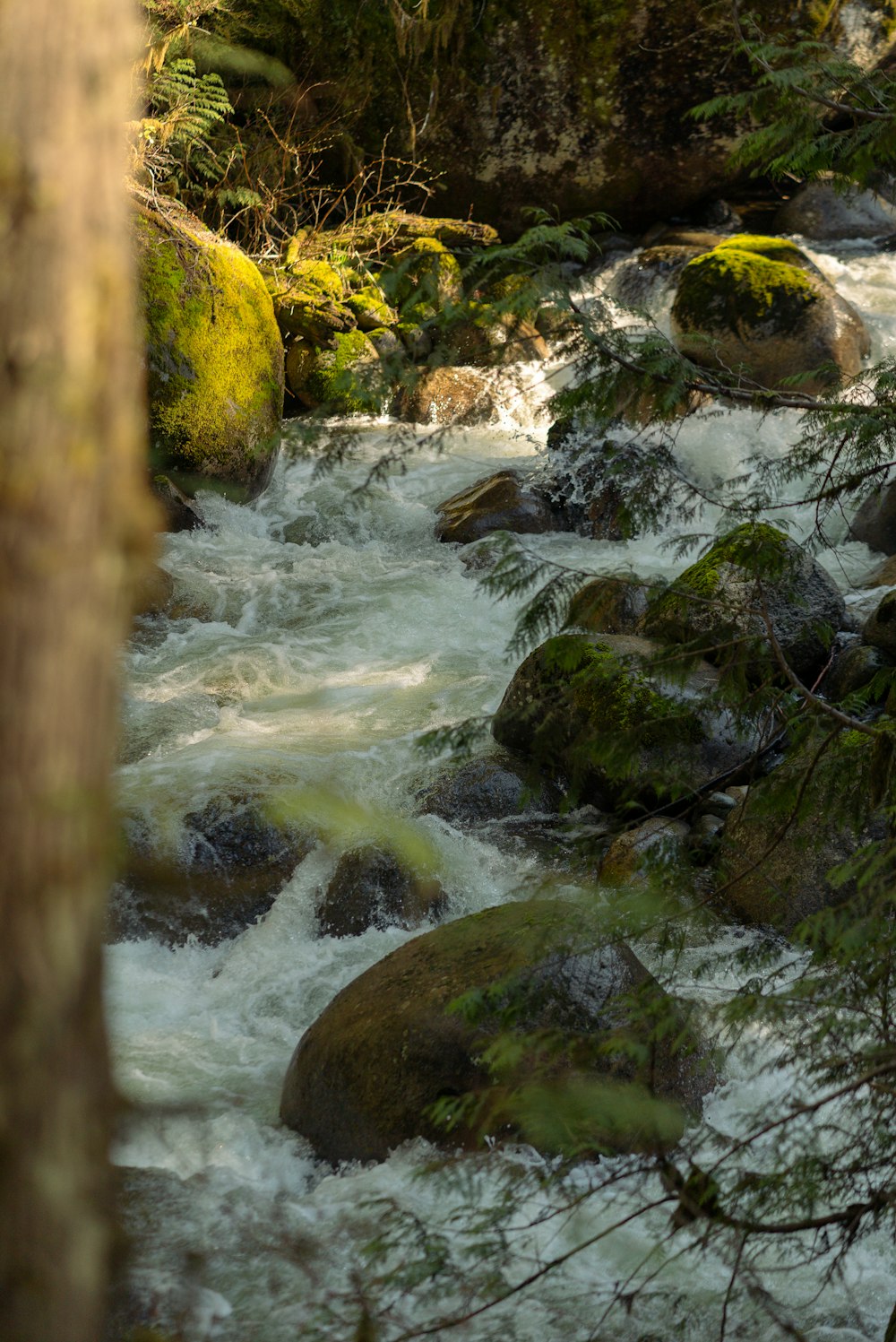 a river running through a lush green forest