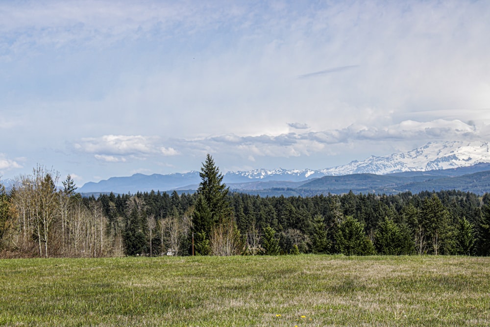 Un grande campo aperto con alberi e montagne sullo sfondo