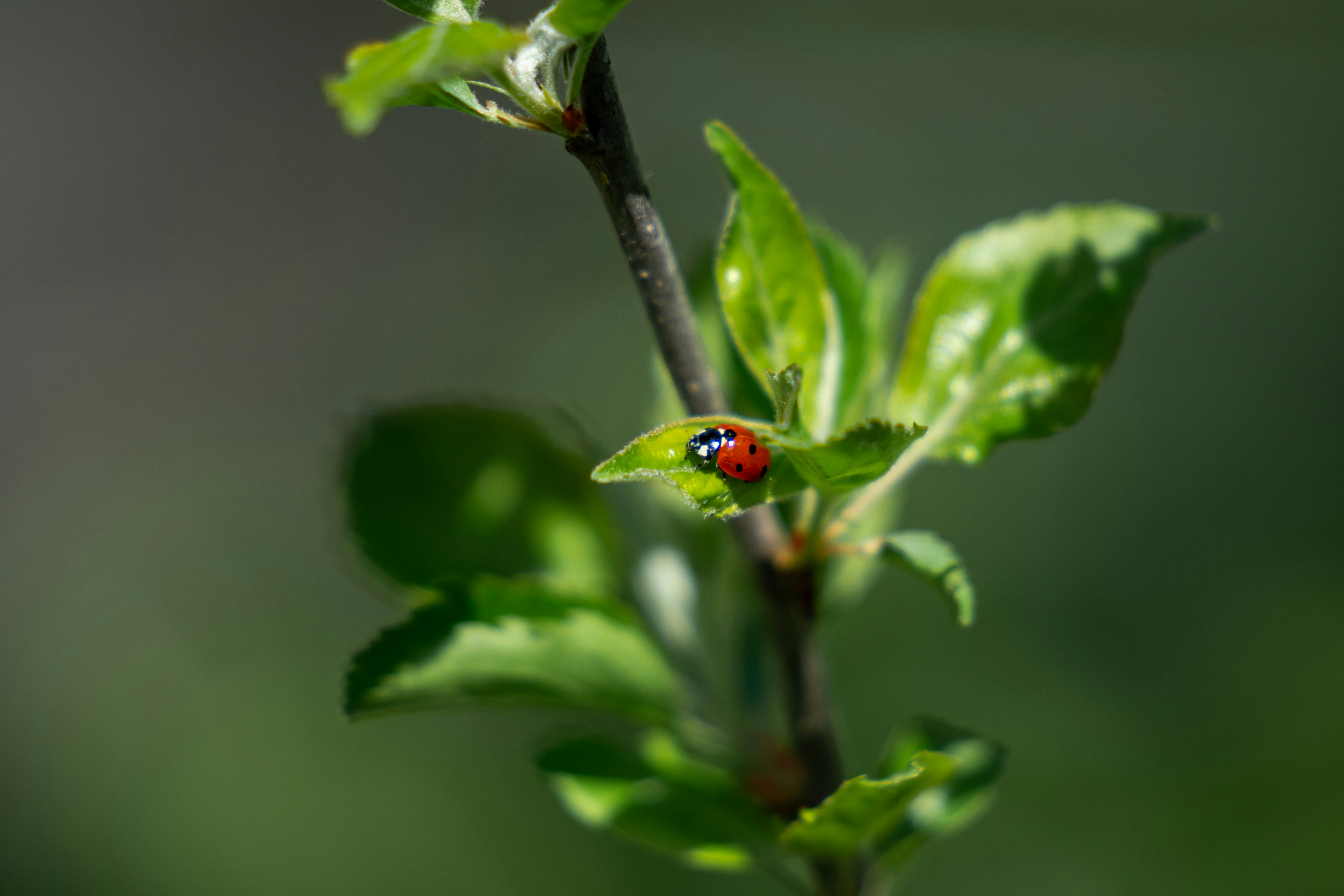 Photo by sarasgalerie