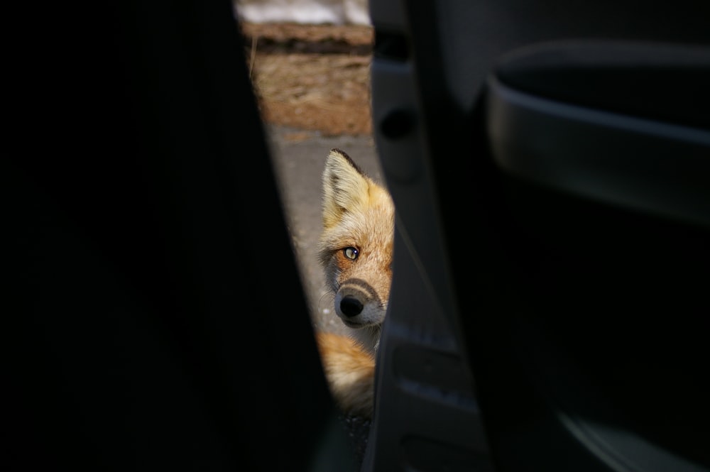 a close up of a fox looking out of a car window